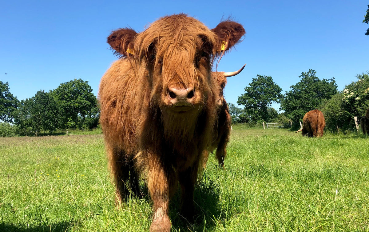 Hof Frowähr in Nordfriesland – Hof Frowähr GbR - Torben u. Anke Zimmermann
